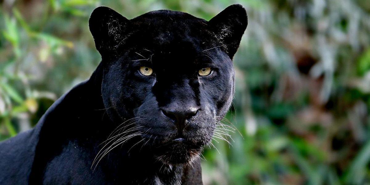 African Symbols of Power